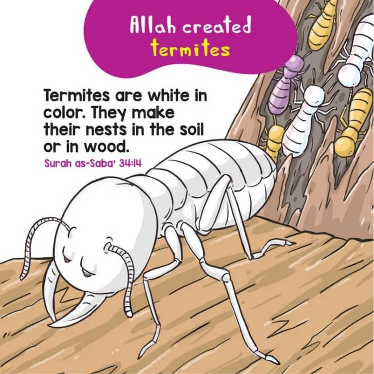 Birds And Insects In The Quran Quran Board Book - Quran Stories For Kids