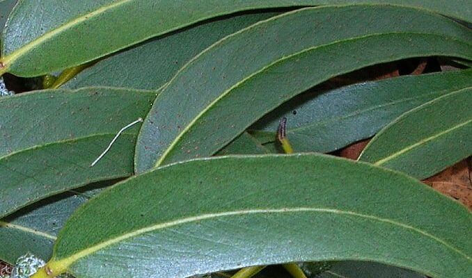 Dried Eucalyptus leaves ( كالبتوس) - Springato