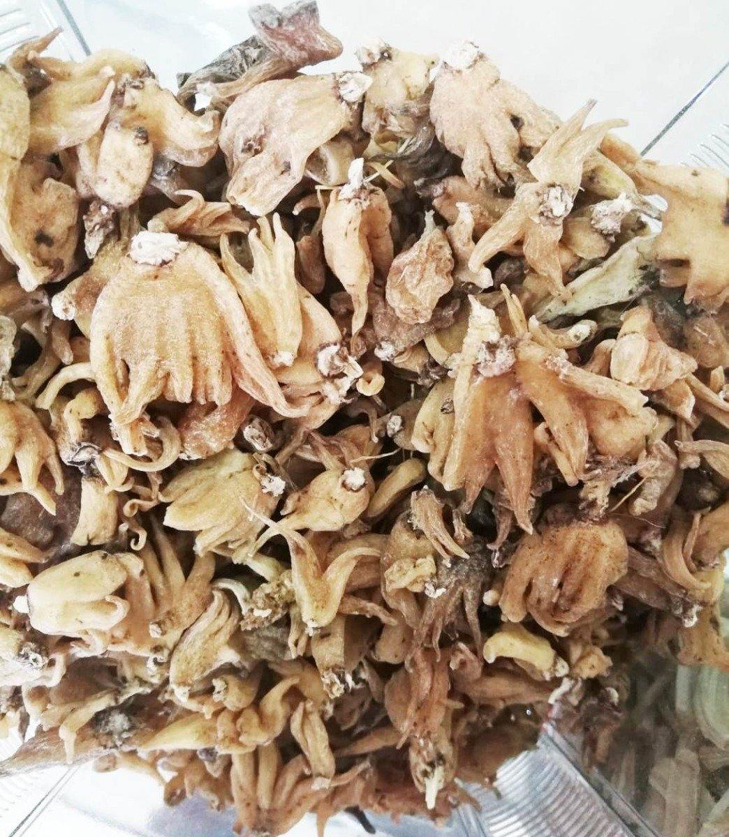 Raw Salab Panja - Springato