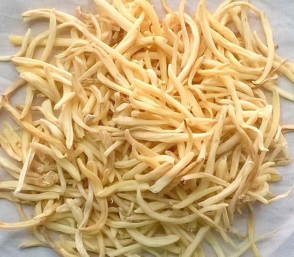 Safed Musli - White Musli - Springato - DeenSquare.com